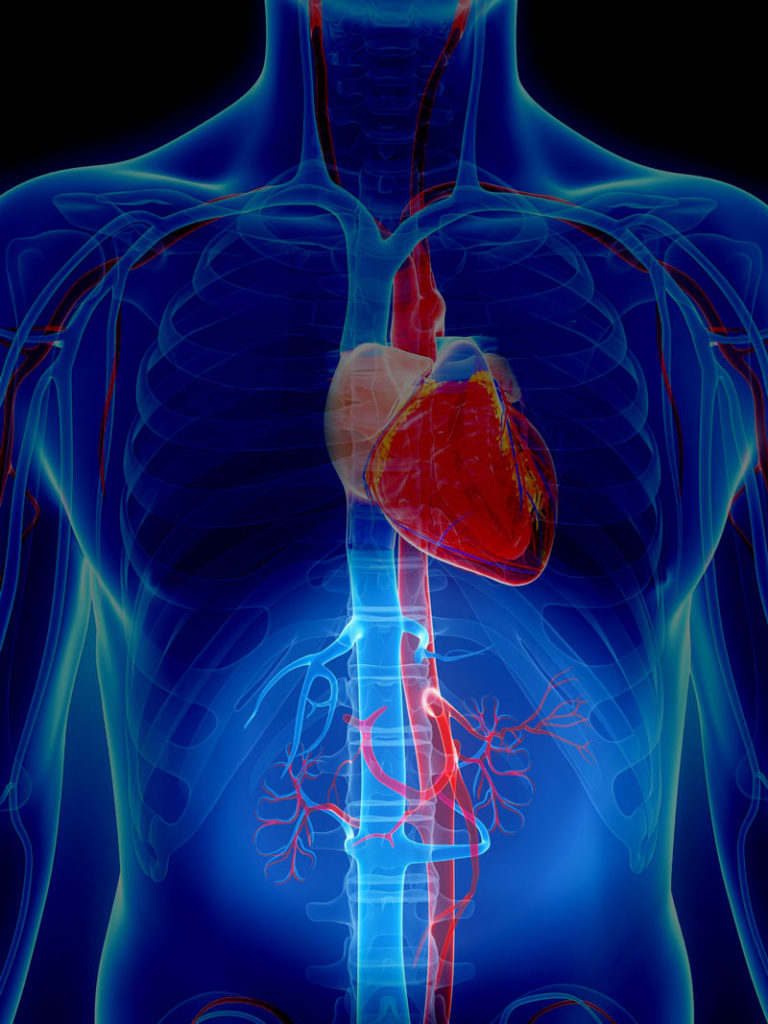 Renal Artery 